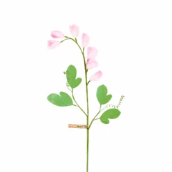 Sweet Pea Stem